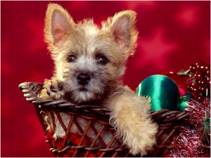 Christmas-Wallpapers107